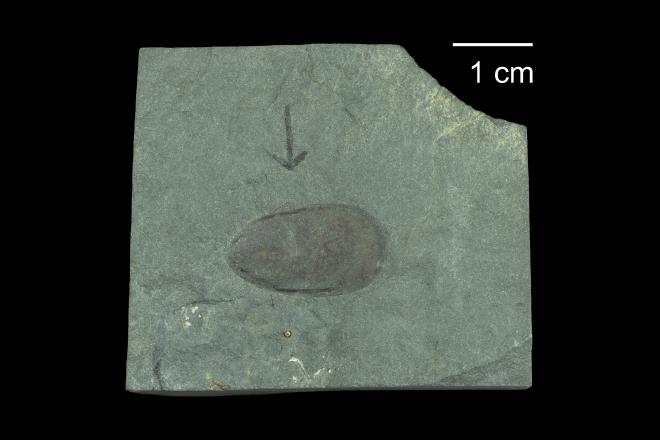 Photograph of fossil of Lingula delia (PRI 77399).