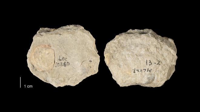 Photograph of fossil of Lingulodiscina marginalis (MPM P16227)