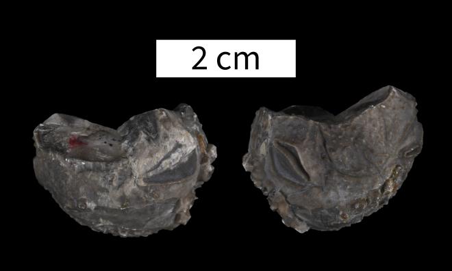 Lipsanocystis magnus Stumm image