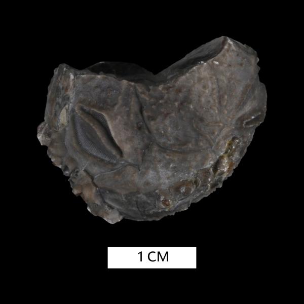 Lipsanocystis magnus