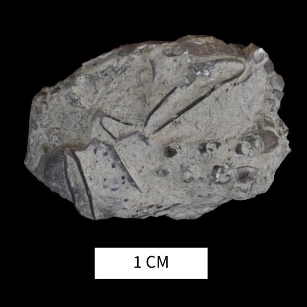 Lipsanocystis oblatus