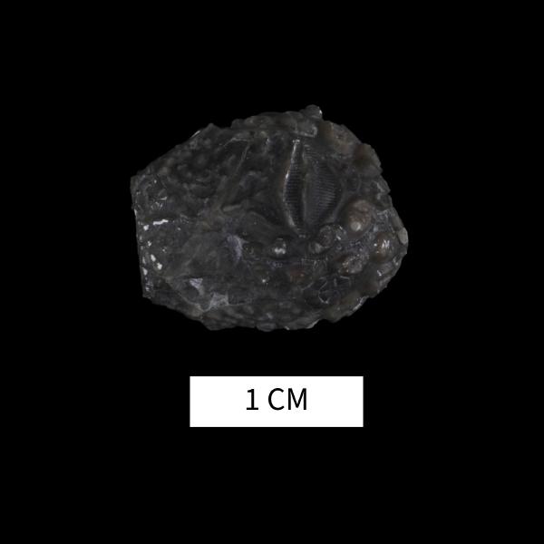 Lipsanocystis rugosus