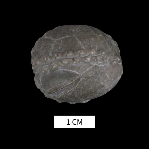 Lipsanocystis traversensis