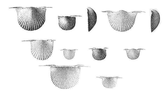 Hall illustration of fossil of Longispina mucronata.