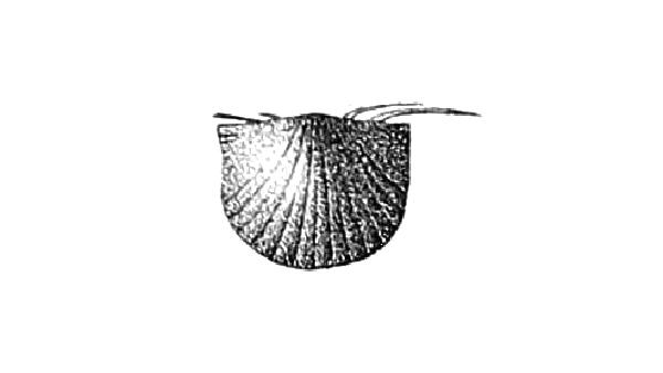 Longispina mucronata