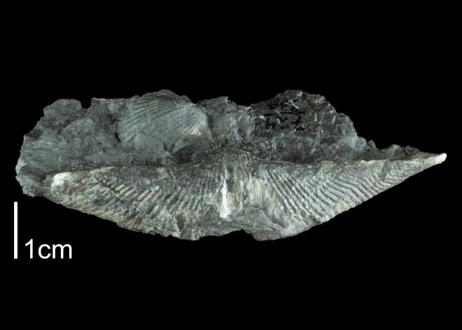 Photograph of fossil of Mediospirifer audaculus (PRI 109532).