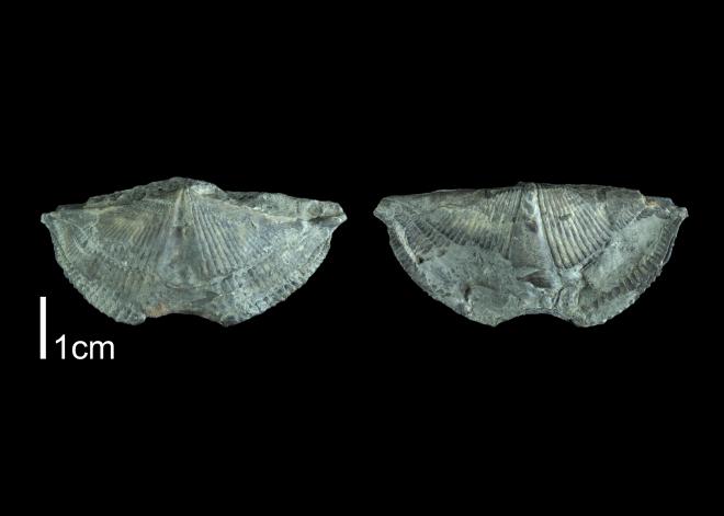 Photograph of fossil of Mediospirifer audaculus (PRI 109550).