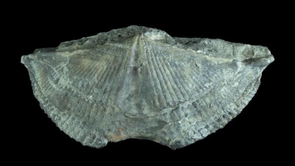 Mediospirifer audaculus