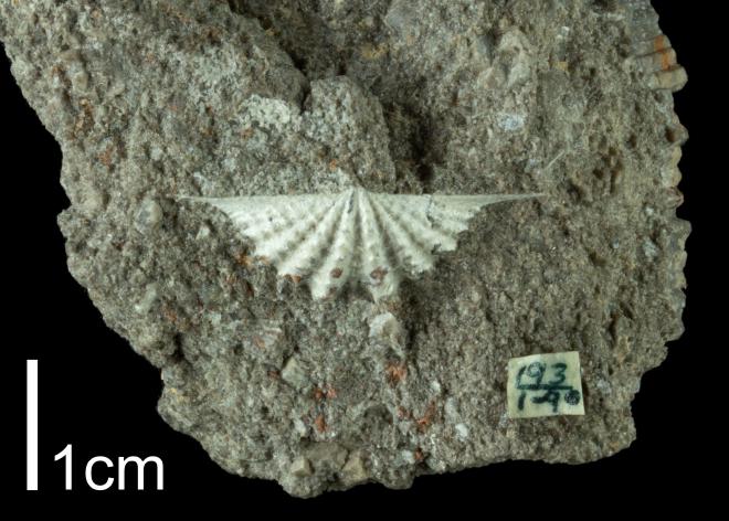 Photograph of fossil of Megakozlowskiella sculptilis (PRI 109517).