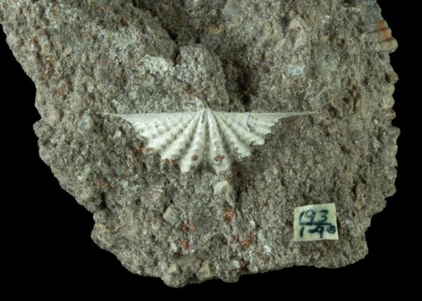 Megakozlowskiella sculptilis