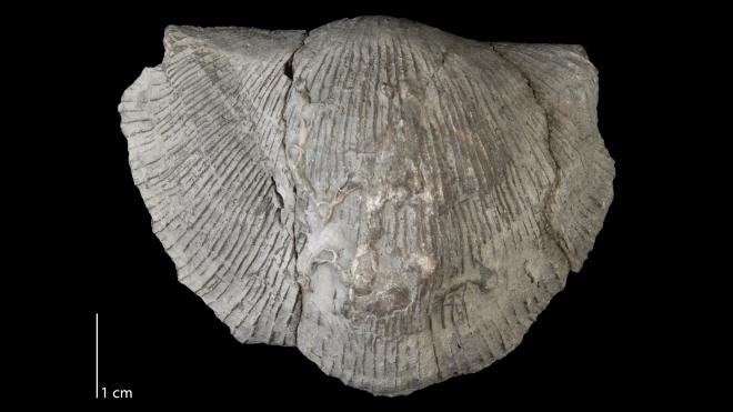 Photograph of fossil of Megastrophia concava (MPM P11083).