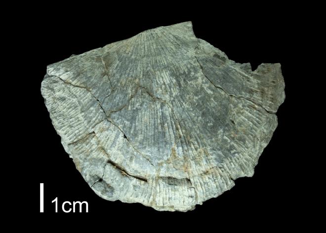 Photograph of fossil of Megastrophia concava (PRI 109496).