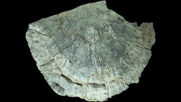 Megastrophia concava