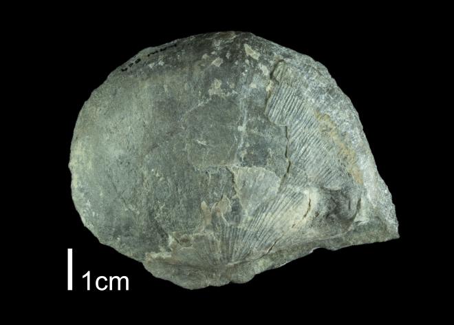 Photograph of fossil of Megastrophia concava (PRI 109533).