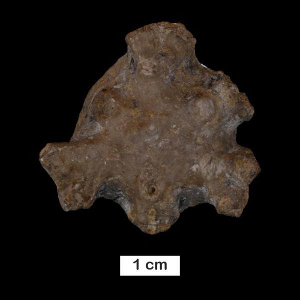Megistocrinus abnormis