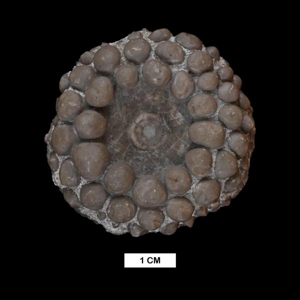 Megistocrinus concavus