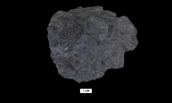 Megistocrinus depressus Hall 1862 image