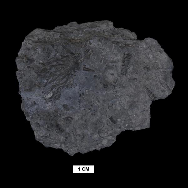 Megistocrinus depressus