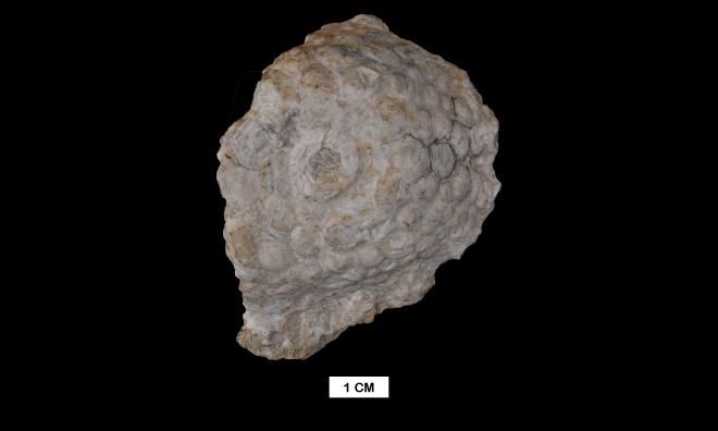 Megistocrinus farnsworthi White image