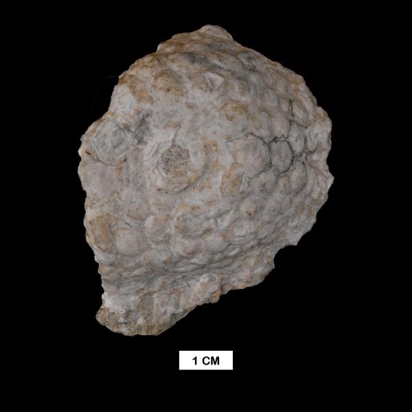 Megistocrinus farnsworthi