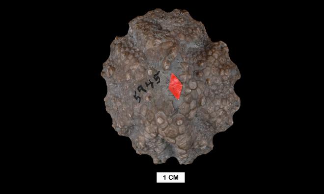 Megistocrinus multidecoratus Barris image