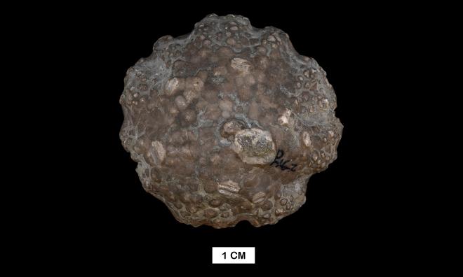 Megistocrinus nodosus Barris image