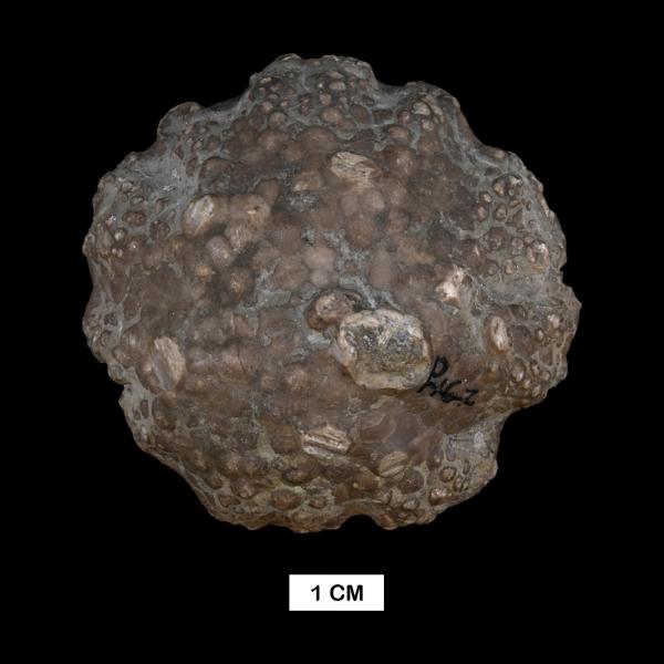 Megistocrinus nodosus