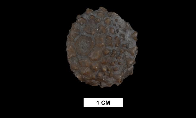 Megistocrinus novus (Wood) image