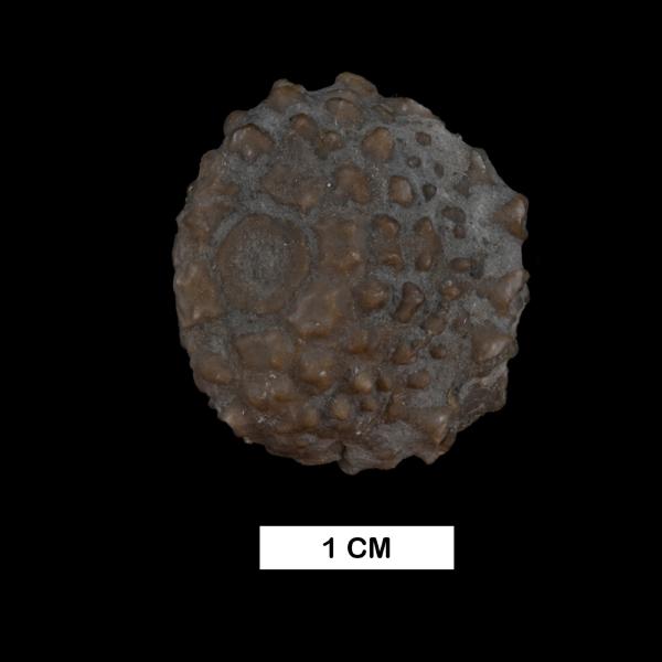 Megistocrinus novus