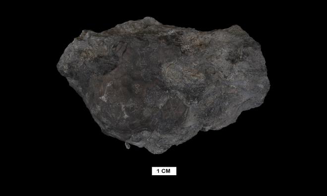 Megistocrinus ontario Hall image