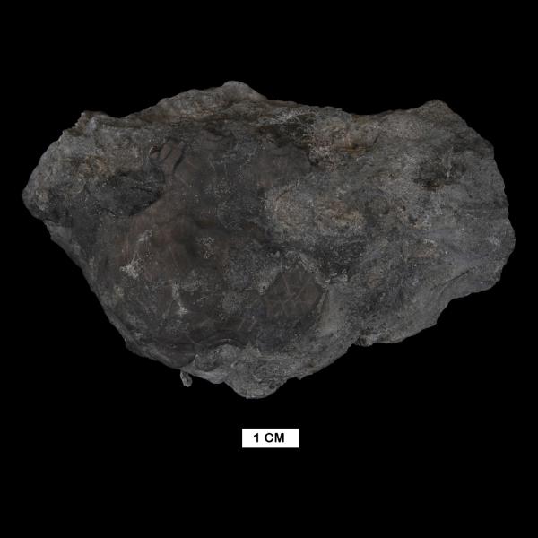 Megistocrinus ontario