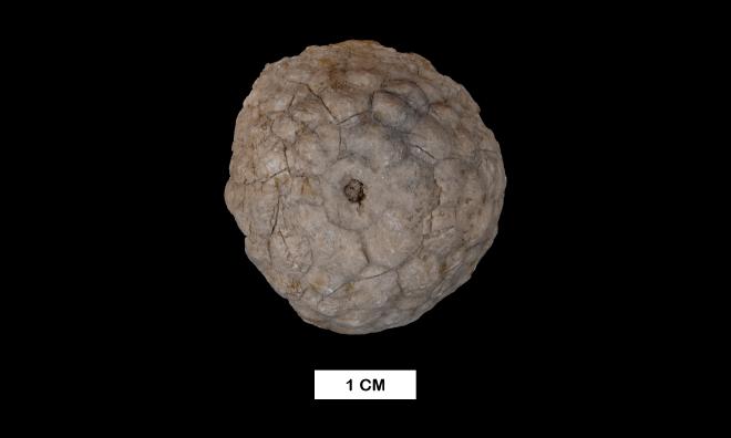 Megistocrinus regularis Wood image