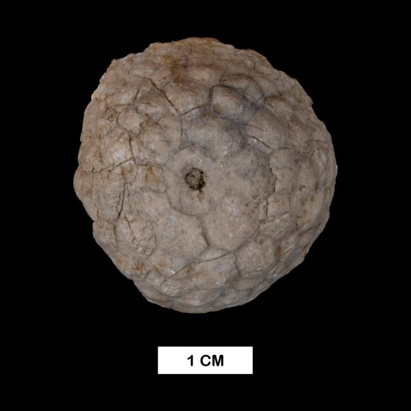 Megistocrinus regularis