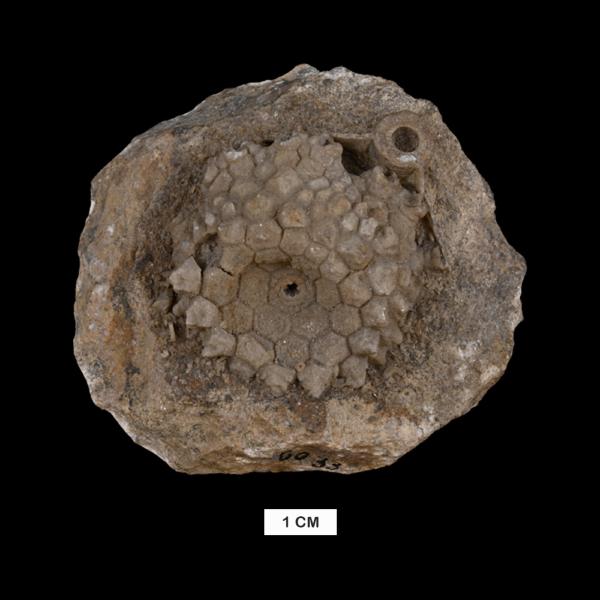 Megistocrinus rugosus