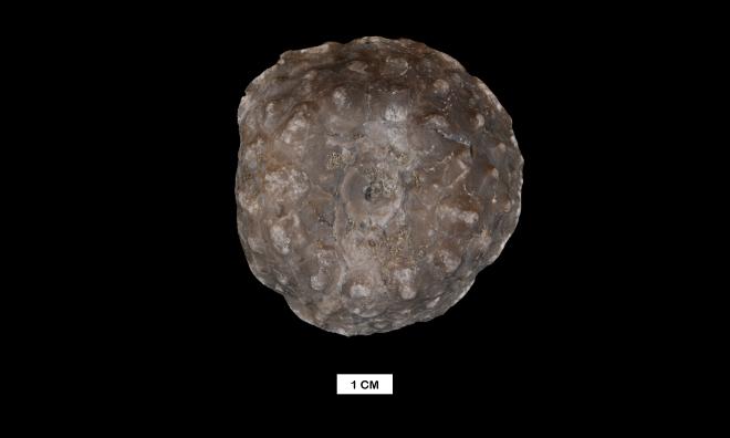 Megistocrinus sphaeralis Wood image