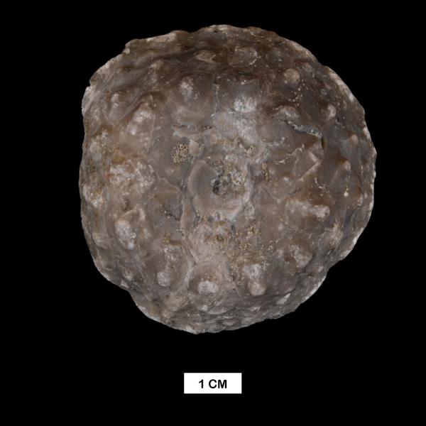 Megistocrinus sphaeralis