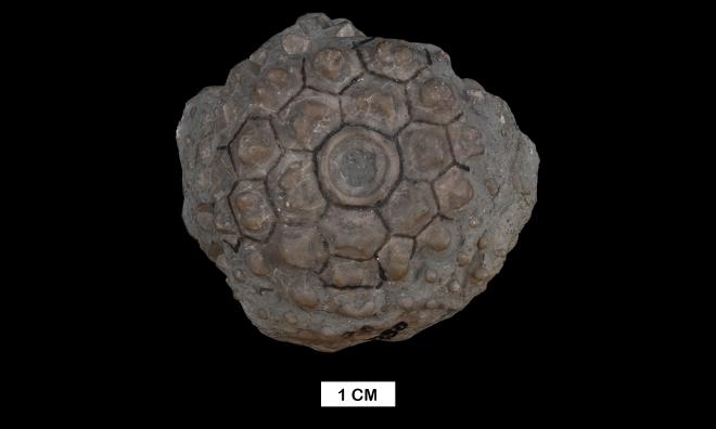 Megistocrinus tuberatus Wood image