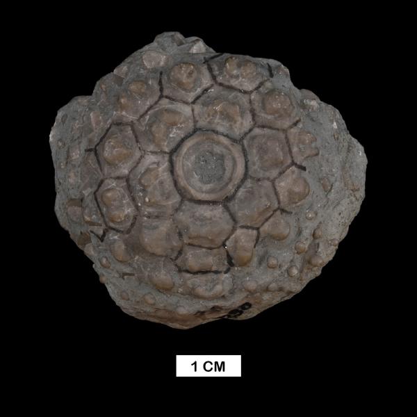 Megistocrinus tuberatus