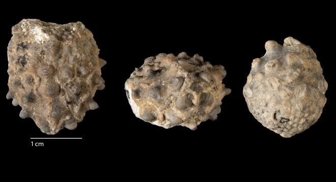 Photograph of fossil of Melocrinites nodosus spinosus (MPM P280)