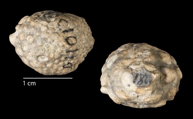 Photograph of fossil of Melocrinites nodosus spinosus (MPM P281)