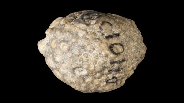 Melocrinites nodosus spinosus