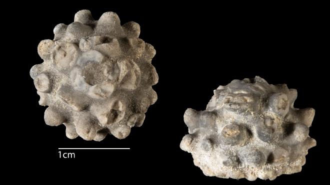 Photograph of fossil of Melocrinites nodosus spinosus (MPM P282)