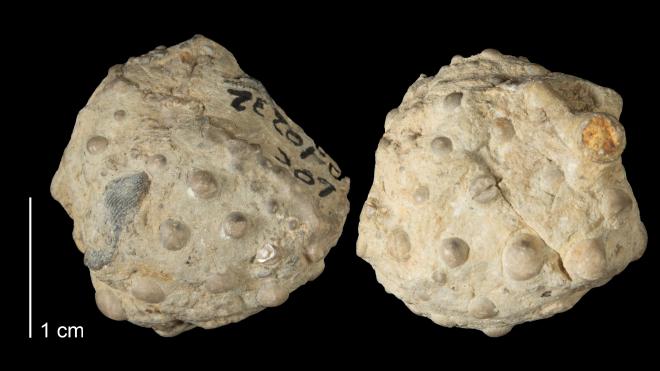 Photograph of fossil of Melocrinites nodosus (MPM P38284)