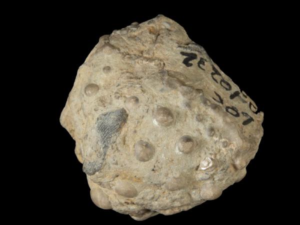 Melocrinites nodosus