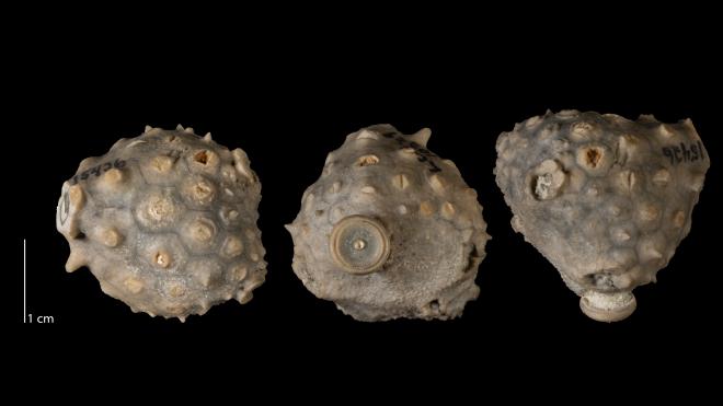 Photograph of fossil of Melocrinites pentangularis (MPM P15426)