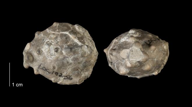 Photograph of fossil of Melocrinites pentangularis.