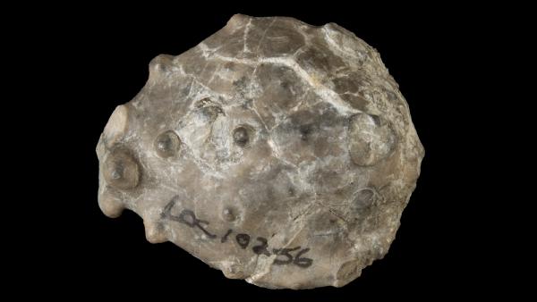 Melocrinites pentangularis