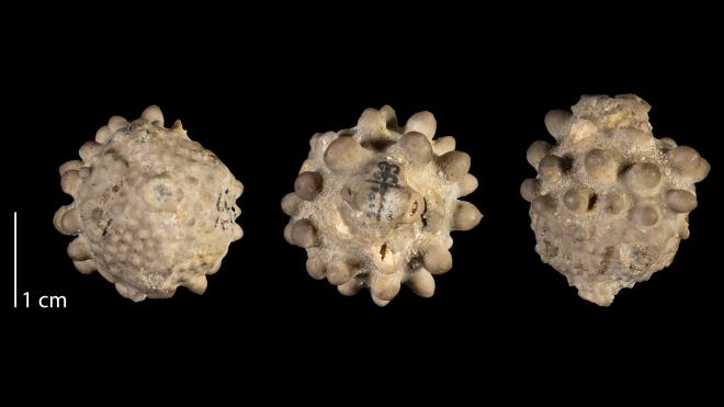 Photograph of fossil of Melocrinites subglobosus (MPM P37673).