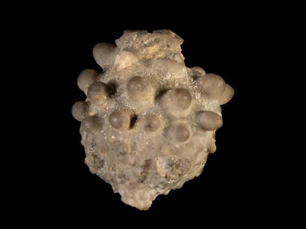 Melocrinites subglobosus