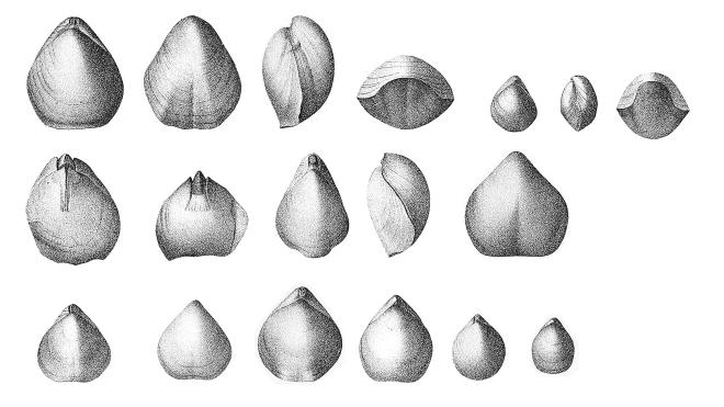 Hall illustrations of fossils of Meristella barrisi.
